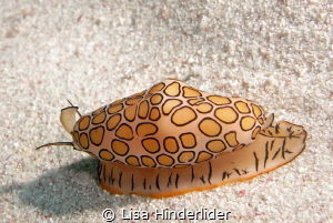I found this Flamingo Tongue making it's way across the s... by Lisa Hinderlider 
